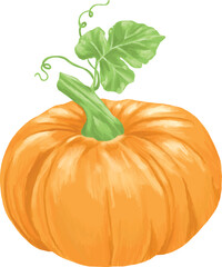 pumpkin fruit botanical digital painting