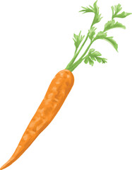 carrot fruit botanical digital painting