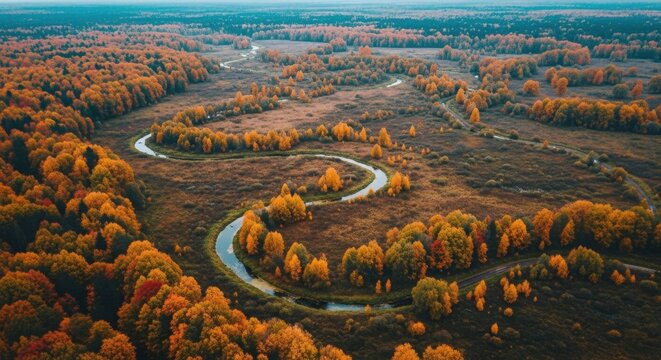 Aerial view of the forest in autumn