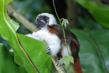 Cotton Top Tamarin Monkey on Tree Branch
