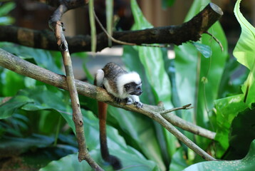 Small Monkey Resting on a Branch
