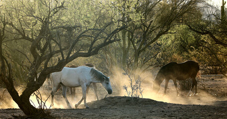 Wild Horses in Morning Light and Dust 