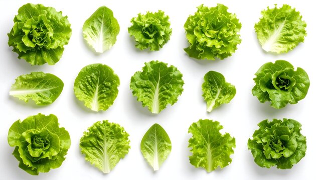 Fresh lettuce leaves arranged