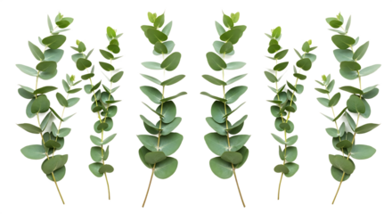 Multiple fresh eucalyptus leaves gracefully arranged on a pristine white background, ideal for natural designs and botanical-inspired creative projects