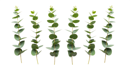 Fresh green eucalyptus leaves on multiple individual stems, creating a natural, soothing pattern perfect for botanical designs and wellness concepts