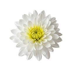 Pristine white chrysanthemum blossom with vibrant yellow center, full bloom isolated on white background