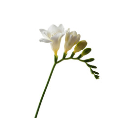 Obraz premium Delicate white freesia blooms with green stems and budding sprigs isolated on white background