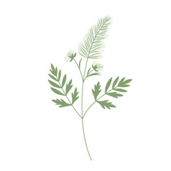 Fototapeta premium Delicate botanical illustration of a flowering plant with unique foliage isolated on white background