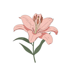 Delicate pink lily blossom with green stem and leaves isolated on white background