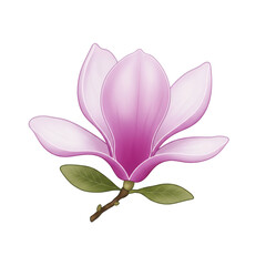 Naklejka premium Delicate pink magnolia blossom with lush green leaves isolated on white background