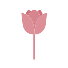 Simple yet elegant pink tulip illustration isolated on white background