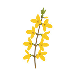 Forsythia branch with golden yellow blossoms and emerging green leaves isolated on white background