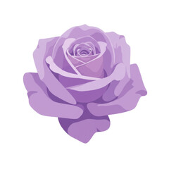 Vector illustration of a single lavender rose with layered petals and a textured appearance isolated on white background