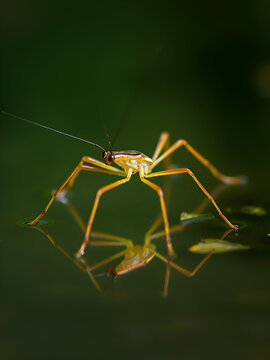 Water striders ,having ability to walk on water, making them pleuston (surface-living) animals. They are anatomically