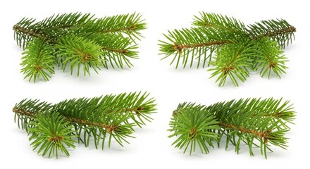 Obraz premium Fir Tree Branch on White Background