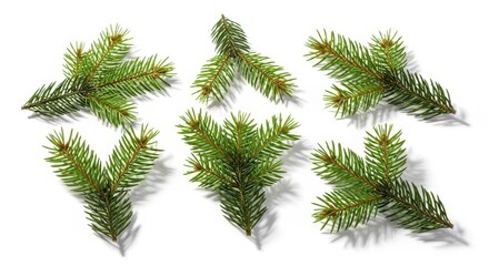 Obraz premium Fir Tree Branches on White Background, Christmas Design Element