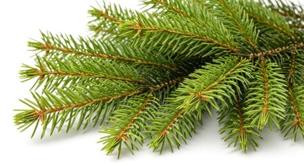 Fresh Green Pine Branch on White Background