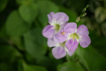A close-up of a delicate purple and white Ganges primrose flower, also known as creeping foxglove, with its face-like petals, against a soft, blurred green background.