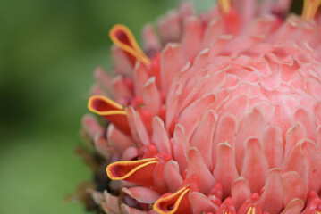 A close-up of a pink torch ginger flower head, showcasing its intricate, folded petals with bright yellow and red edges against a soft, green background.