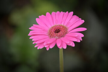 Obraz premium A vibrant close-up of a pink gerbera daisy in full bloom, with delicate petals radiating around its detailed center against a soft blurred background.