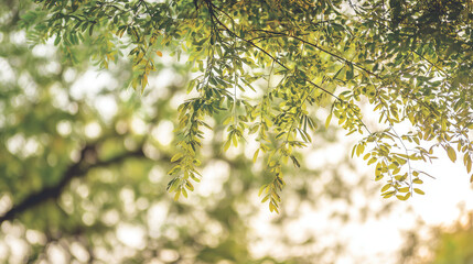 Sunlight filters through green foliage, creating a dreamy bokeh effect against the sky in this...