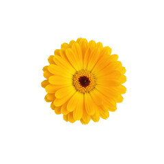 Close-up of a vibrant yellow flower with detailed petals isolated on white background