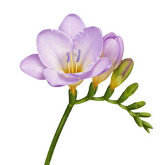 Fototapeta premium Freesia flower with buds, delicate lavender petals and yellow throat, botanical illustration isolated on white background