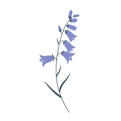 Elegant bluebell flower stem illustration, delicate botanical design isolated on white background