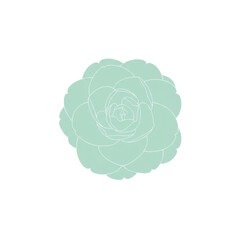 Pale green camellia blossom illustration, top view isolated on white background