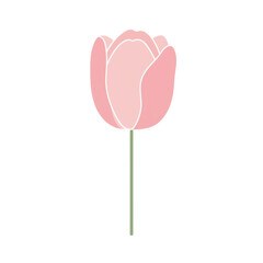 Stylized pink tulip with white outline and green stem on transparent background isolated on white background