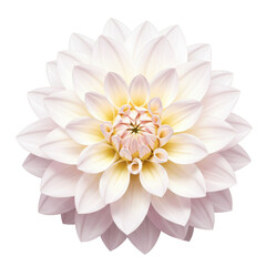 Elegant dahlia bloom soft white petals with golden center detail isolated on white background