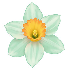Obraz premium Detailed illustration of a daffodil with minty petals and orange corona isolated on white background