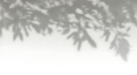 Obraz premium Soft Shadows of Green Leaves on a Textured White Background
