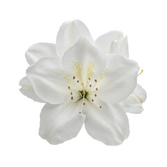 Pristine white azalea blossom overhead closeup isolated on white background