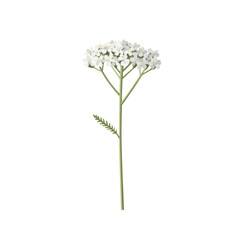 Obraz premium Elegant yarrow flower illustration with delicate white blooms and fern-like leaf isolated on white background