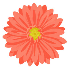 Vibrant coral gerbera daisy with textured petals and golden center detail isolated on white background