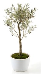 Elegant Olive Tree in a White Pot