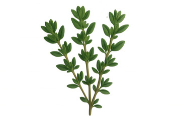 Fototapeta premium Sprigs of fresh thyme with vibrant green leaves isolated on a transparent background, ideal for food and culinary projects