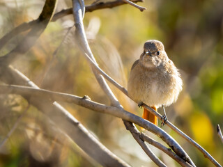 森の中で周りを見渡しているジョウビタキの雌