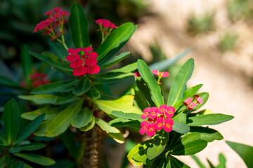 Close-up of a red Christ's crown of thorns flower in bloom.