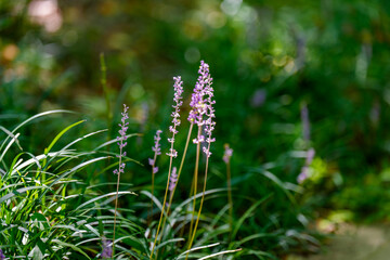 Close-up of purple Lilyturf (Liriope muscari) flowers blooming in early summer.