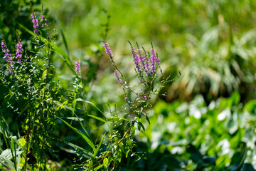 Close-up photo of purple loosestrife (Lythrum anceps) flowers blooming in early summer.