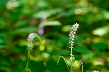 Close-up photo of a Longtail speedwell (Veronica rotunda var. subintegra (Nakai) T.Yamaz.) flower blooming in early summer.