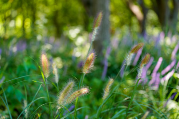 Close-up of fluffy, hairy foxtail growing in early summer.