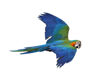 Colorful flying Harlequin Macaw parrot isolated on transparent background png file	