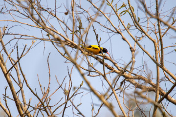 Black-Hooded Oriole Perched on a Tree Branch in the Forests of Chitwan National Park, Nepal