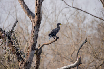Darter Bird Drying Wings on Tree Branch