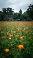 Vibrant Wildflower Field Against Cloudy Sky
