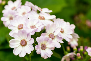Beautiful Pericallis x hybrida, also known as Florist's Cineraria or Common Ragwort. White and pink flowers