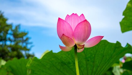 Pink lotus flower against a clear sky